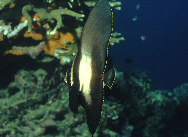 Platax pinnatus (Pesce pipistrello pinnato)